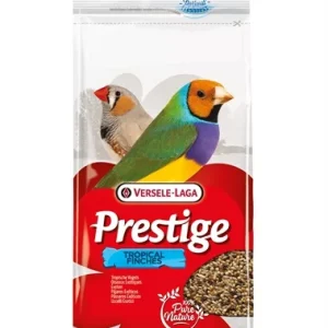 Prestige tropische vogel