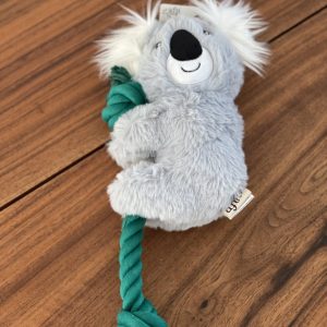AFP koala